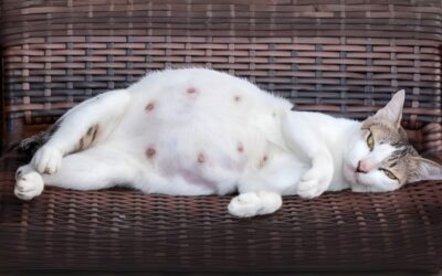 Sterilizarea pisicilor gestante