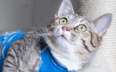 De ce este importantă sterilizarea pisicilor?