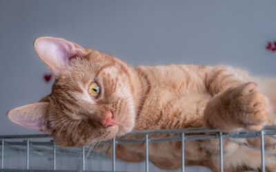 Cum contribuie sterilizarea la reducerea abandonului?