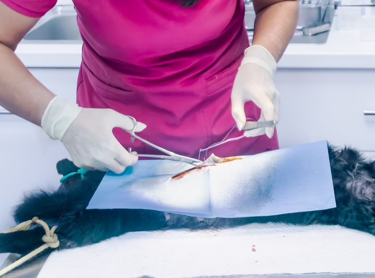 operatie sterilizare 2 operatie sterilizare