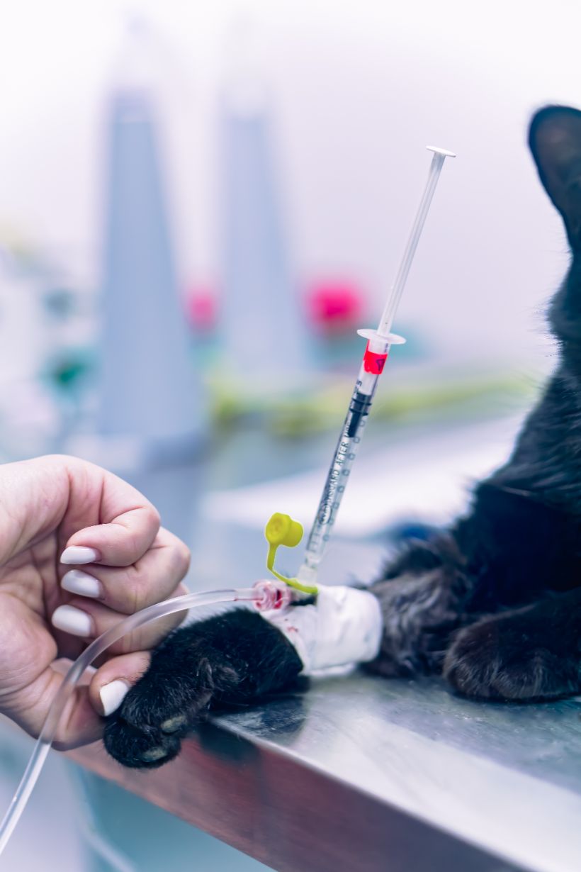 Sterilizări gratuite Bacău Sterilizări gratuite Bacău