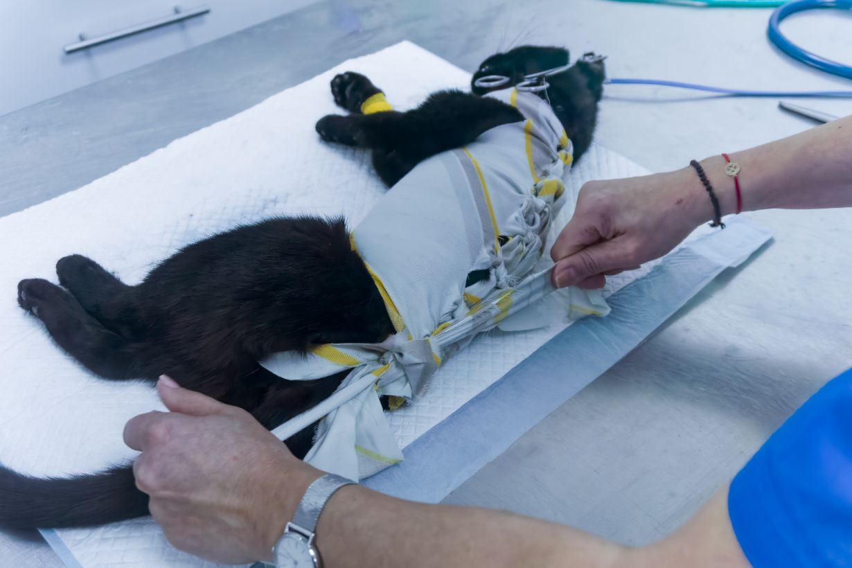 Recuperare sterilizare pisici Recuperare sterilizare pisici