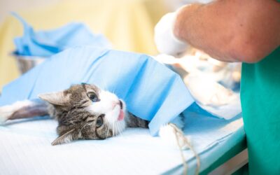 5 mituri despre sterilizarea pisicilor