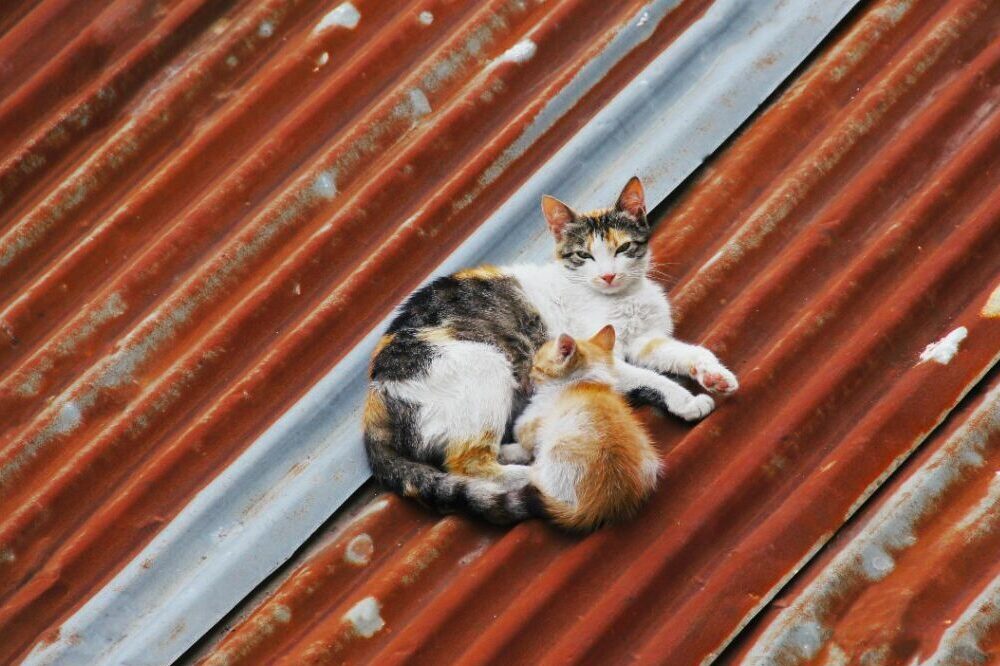 pisica cu pui 2 centru sterilizari bacau