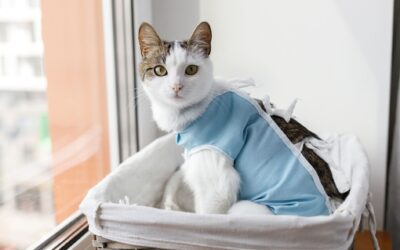 Ghid complet pentru îngrijirea pisicii după sterilizare
